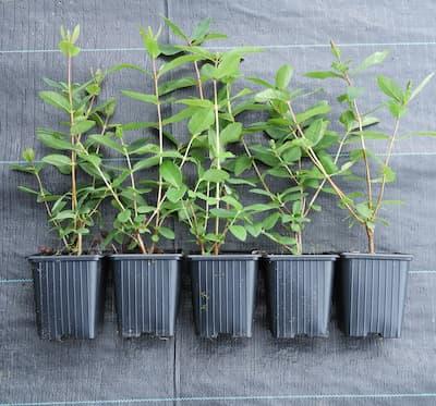 Lot de 5 plants de camerisiers