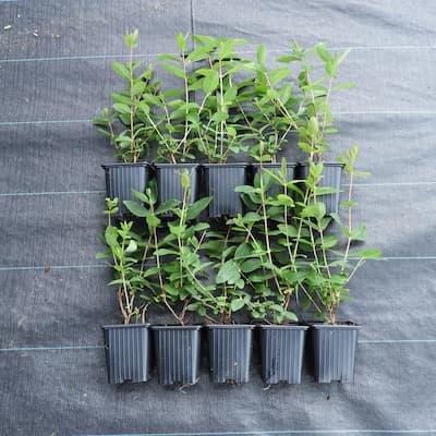 Lot de 10 plants de camerisiers