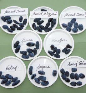 Le choix des fruits du camerisier